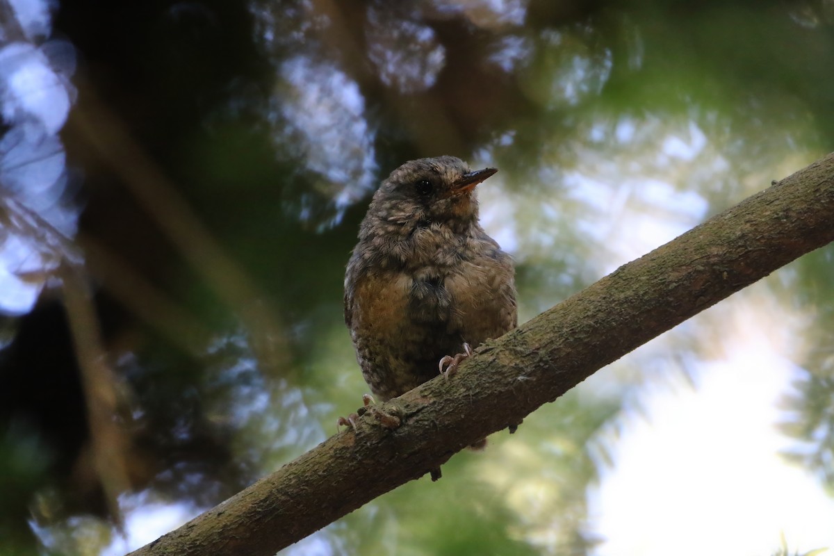 Pacific Wren (pacificus Group) - ML616939351