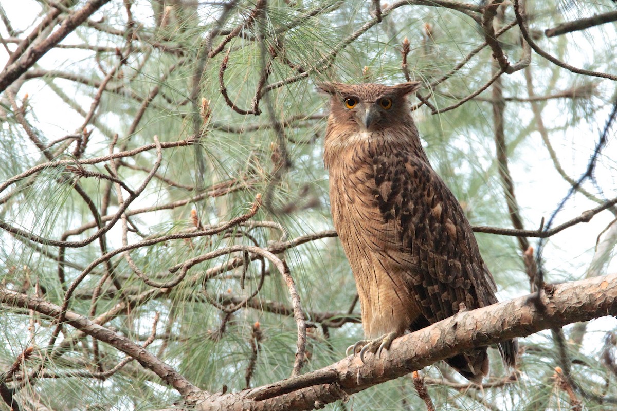 Brown Fish-Owl - Marc Gálvez