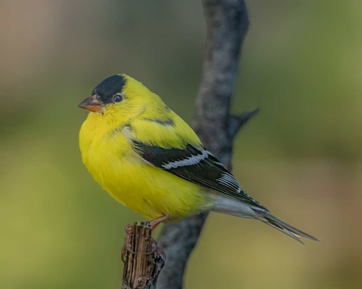 American Goldfinch - ML616939366