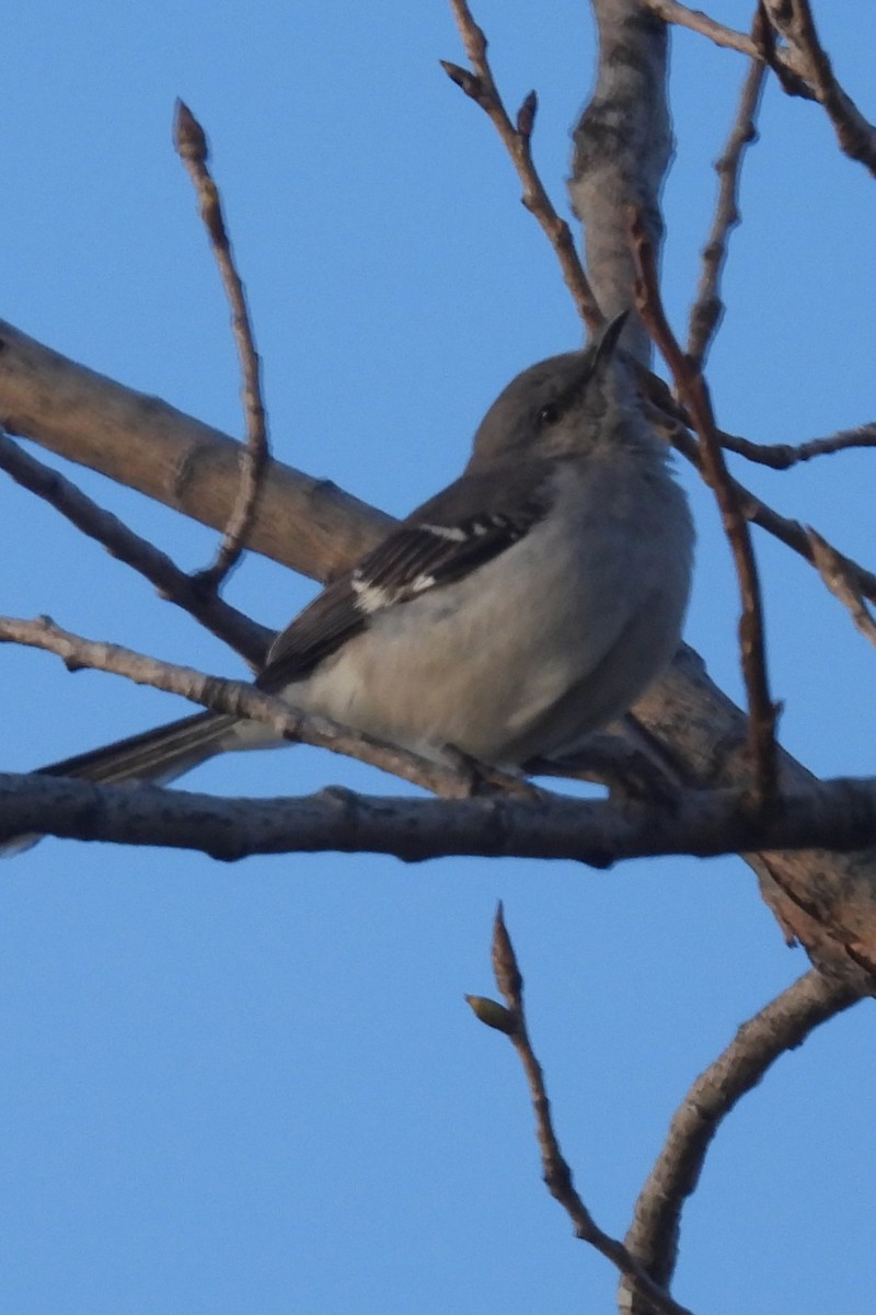 Northern Mockingbird - Larry Gaugler