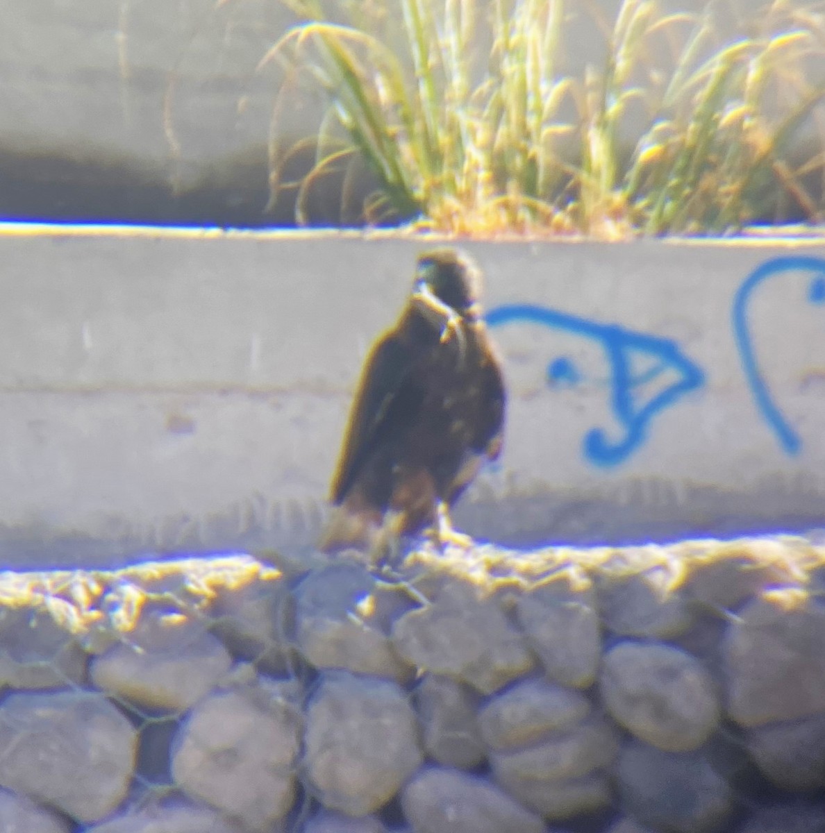 Variable Hawk - ML616939472