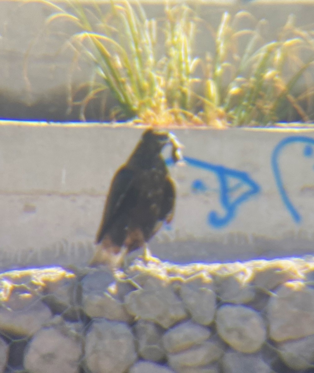 Variable Hawk - ML616939473