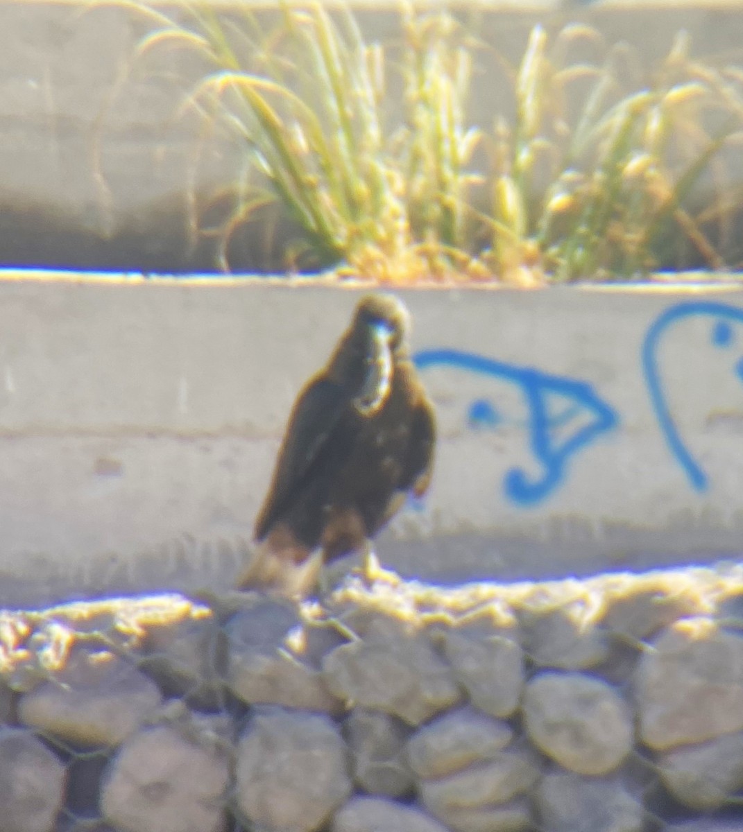 Variable Hawk - ML616939474