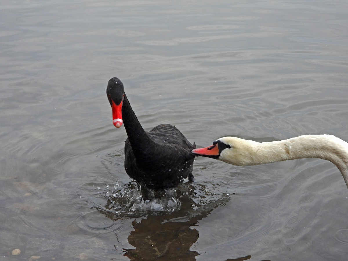 Black Swan - Ljubica Bogdanović