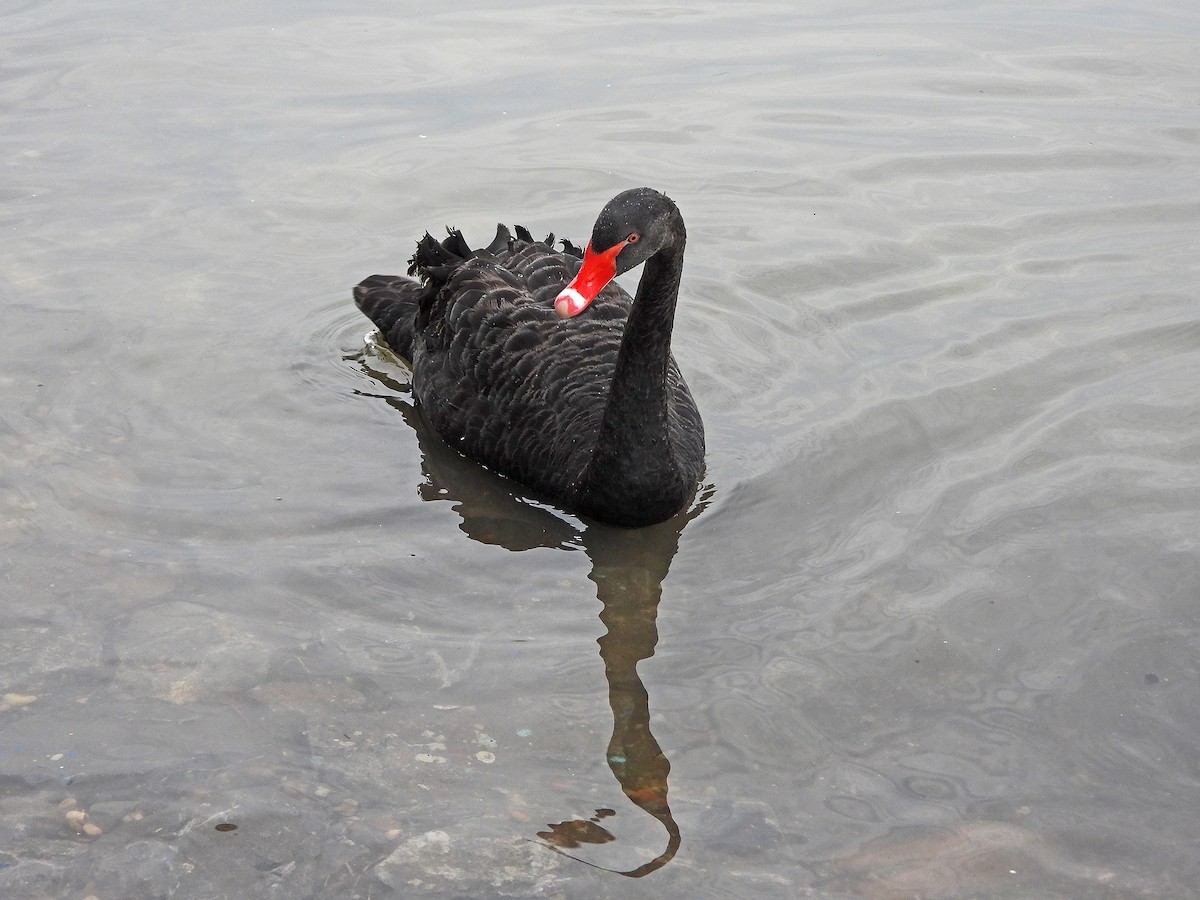 Black Swan - Ljubica Bogdanović