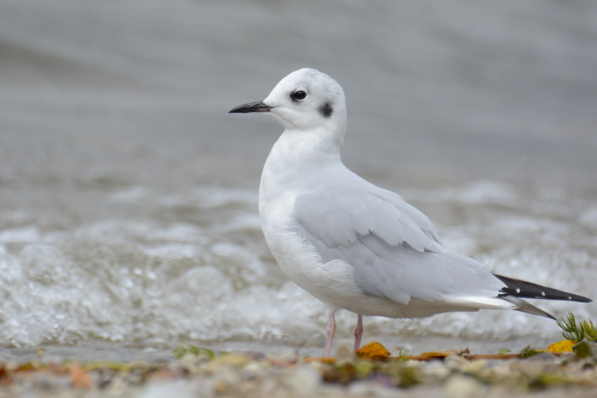 Bonaparte's Gull - Jax Nasimok