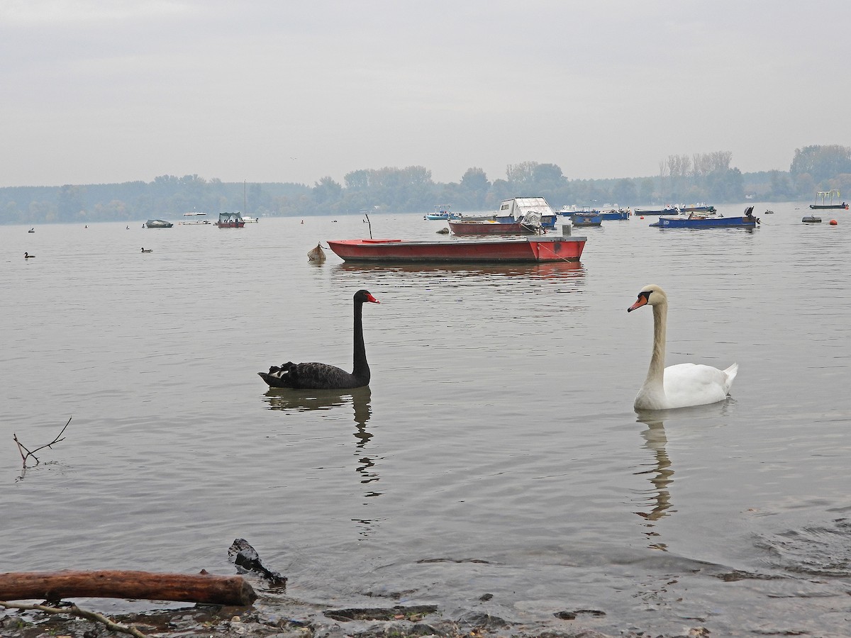 Black Swan - Ljubica Bogdanović