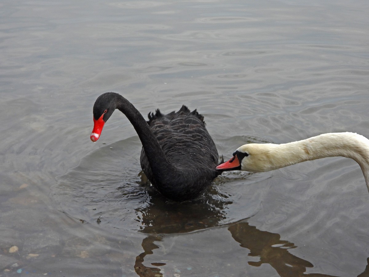 Black Swan - Ljubica Bogdanović