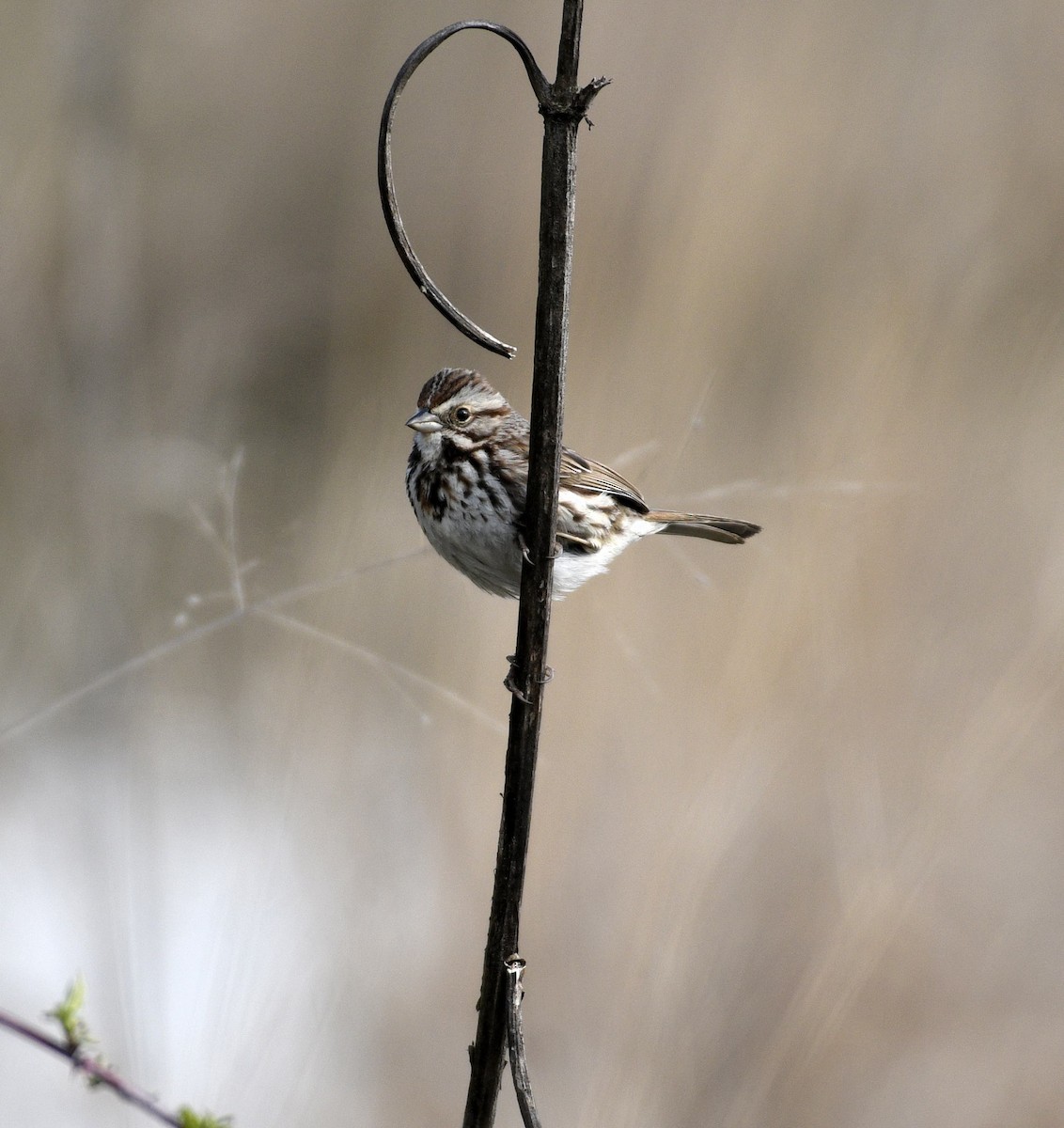 Song Sparrow - Daniel King