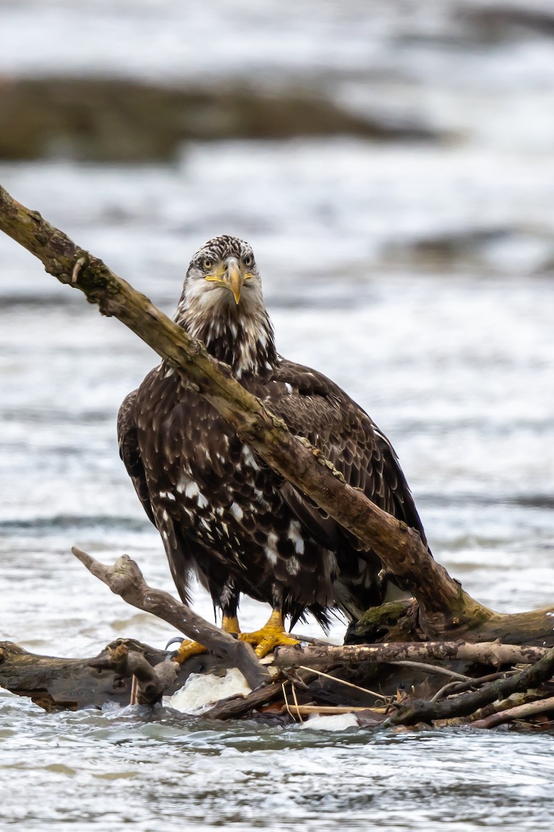 Weißkopf-Seeadler - ML616939568