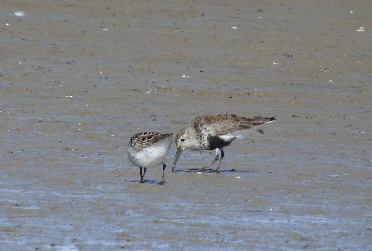 Dunlin - ML616939630