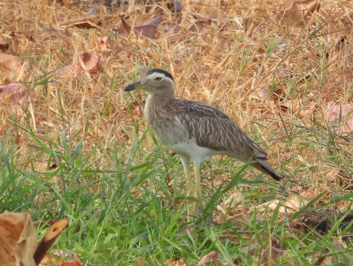 Double-striped Thick-knee - ML616939654