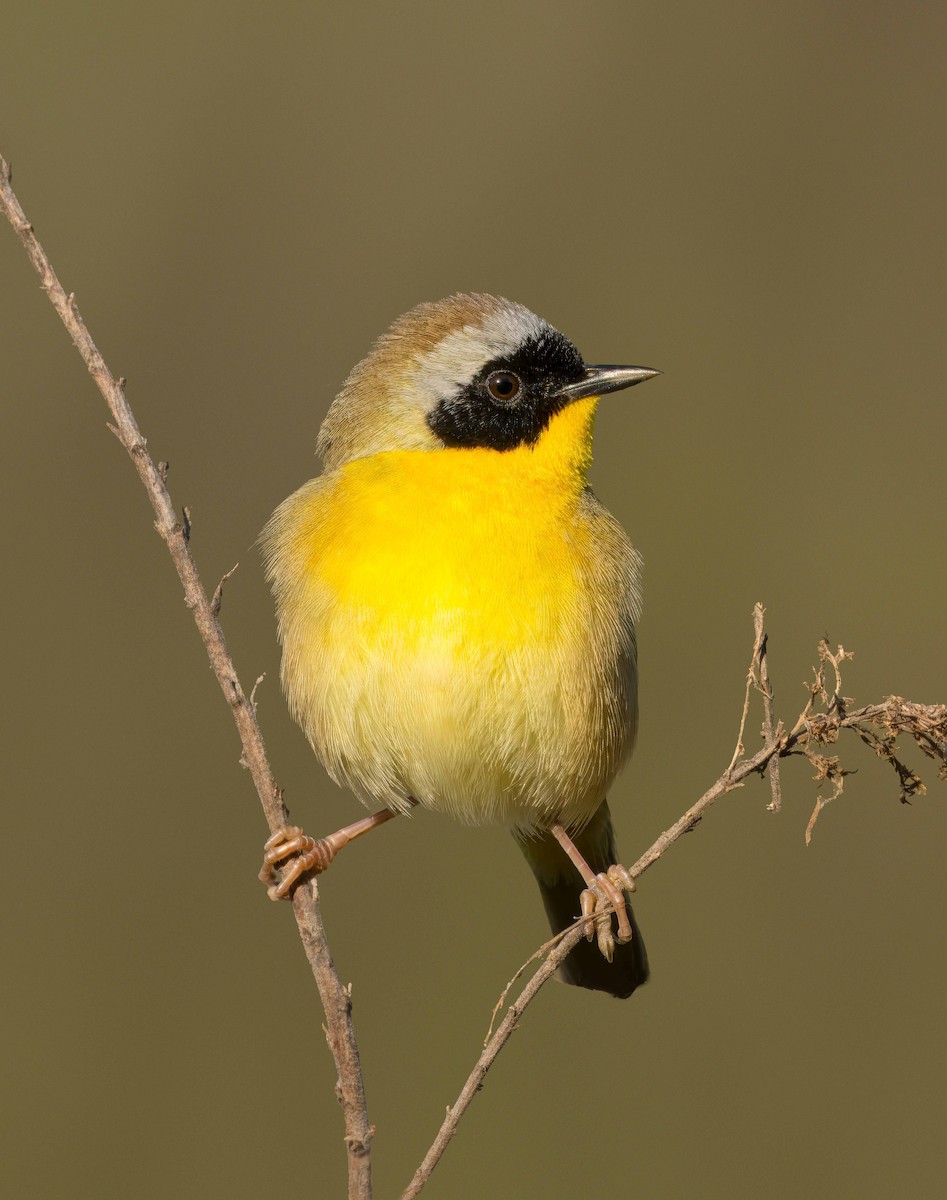 Common Yellowthroat - Pramod Prabhu