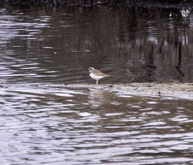 Killdeer - Rachel Orlando