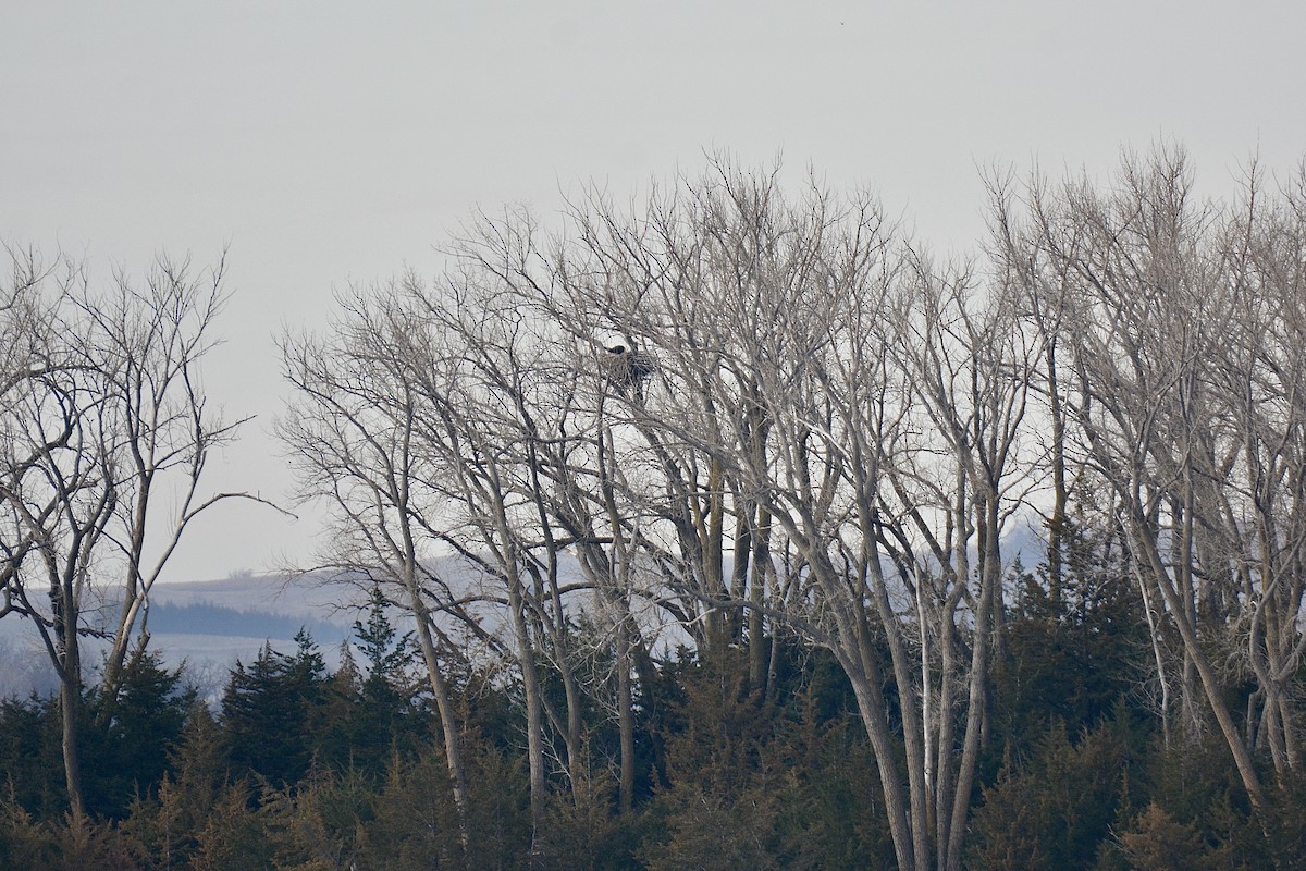 Bald Eagle - Gregory Pavelka