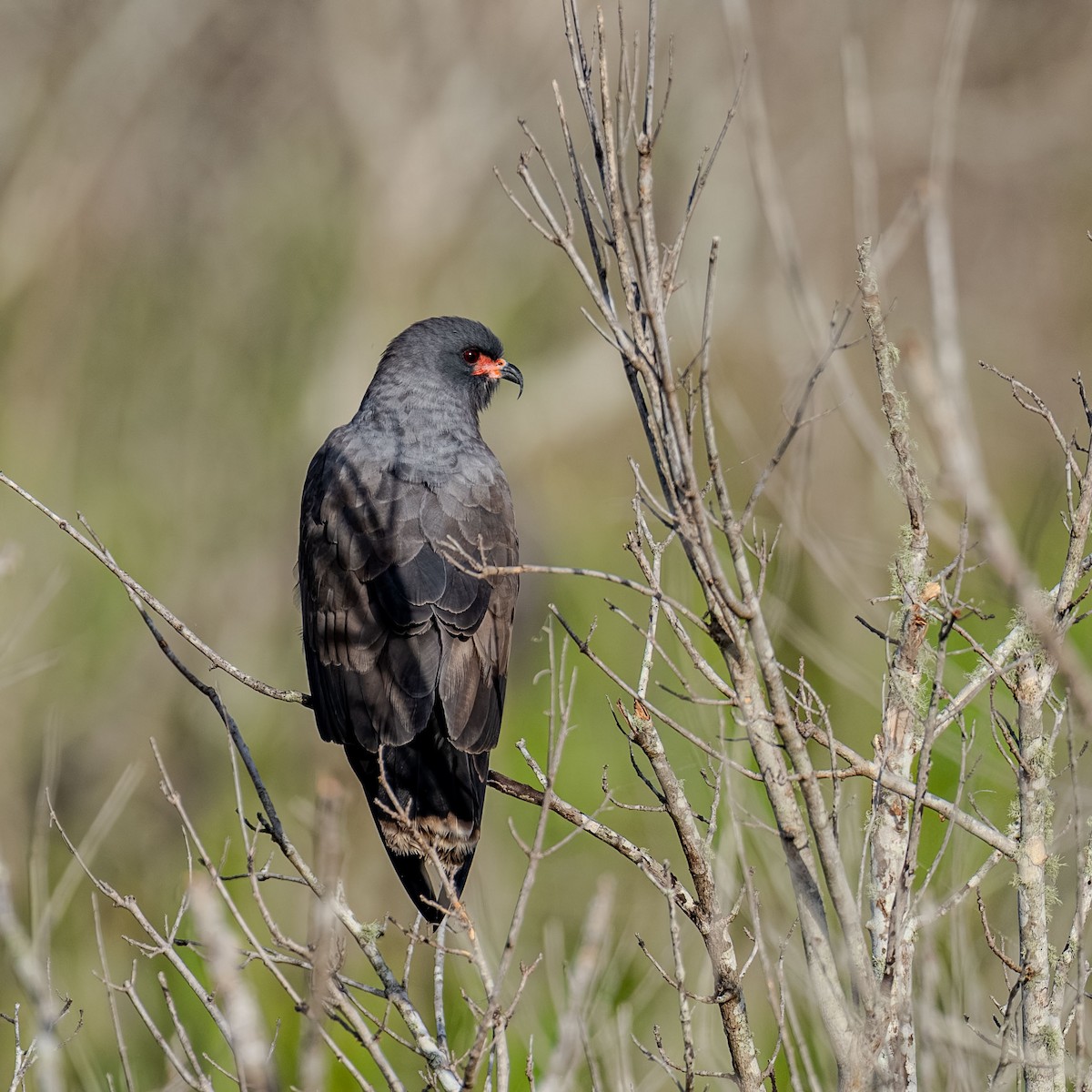 Snail Kite - Joel Cohen