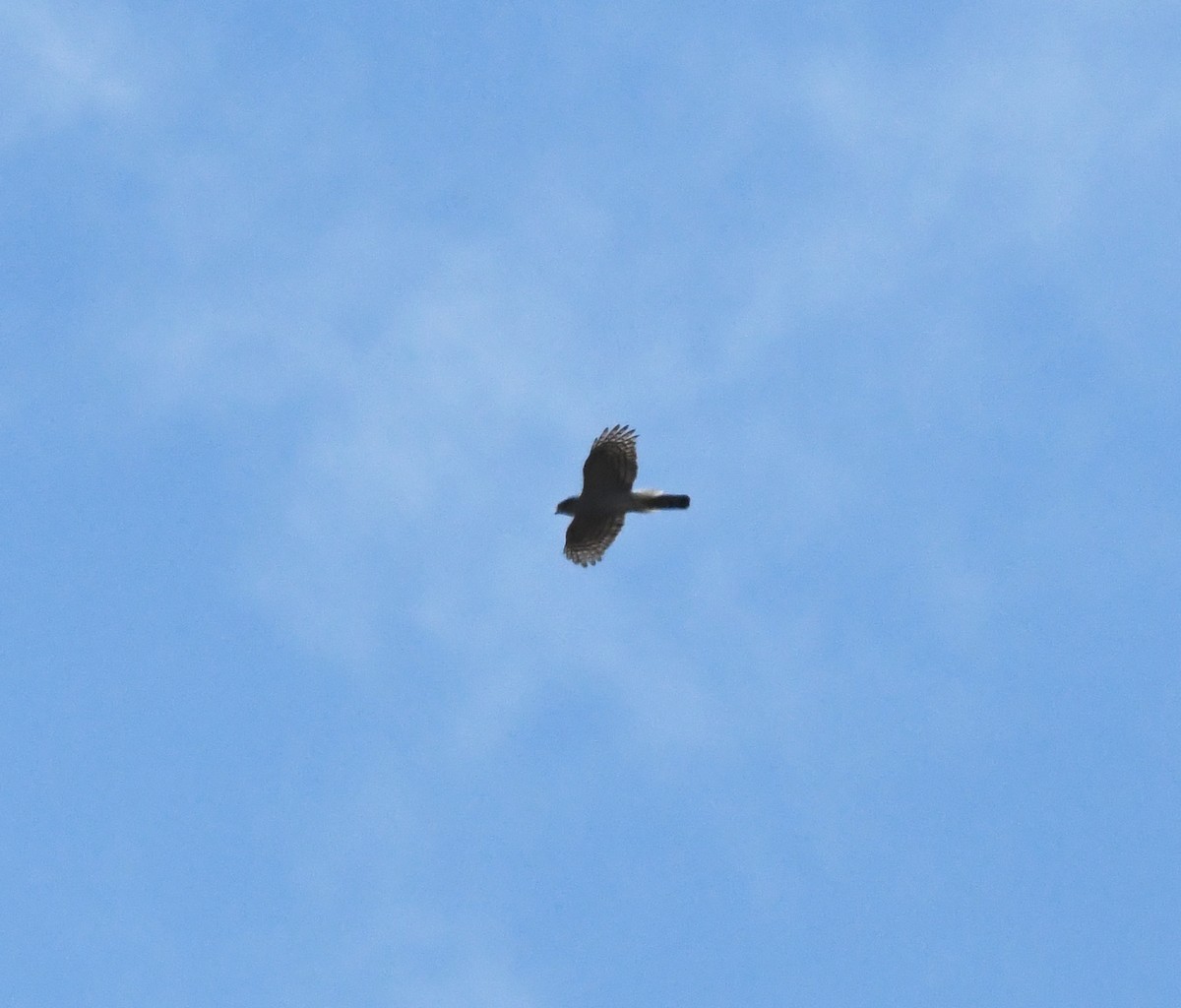 Eurasian Sparrowhawk - A Emmerson