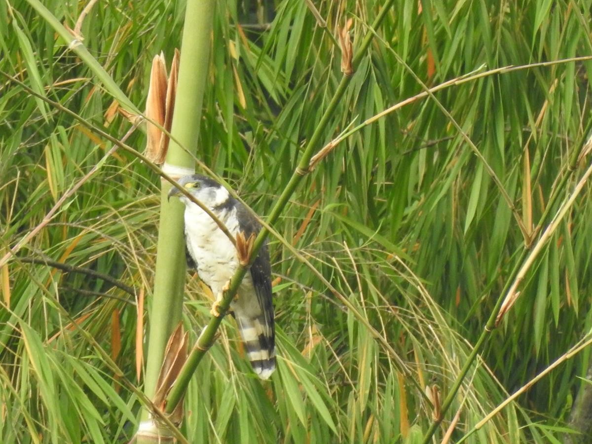 Hook-billed Kite - ML616939897