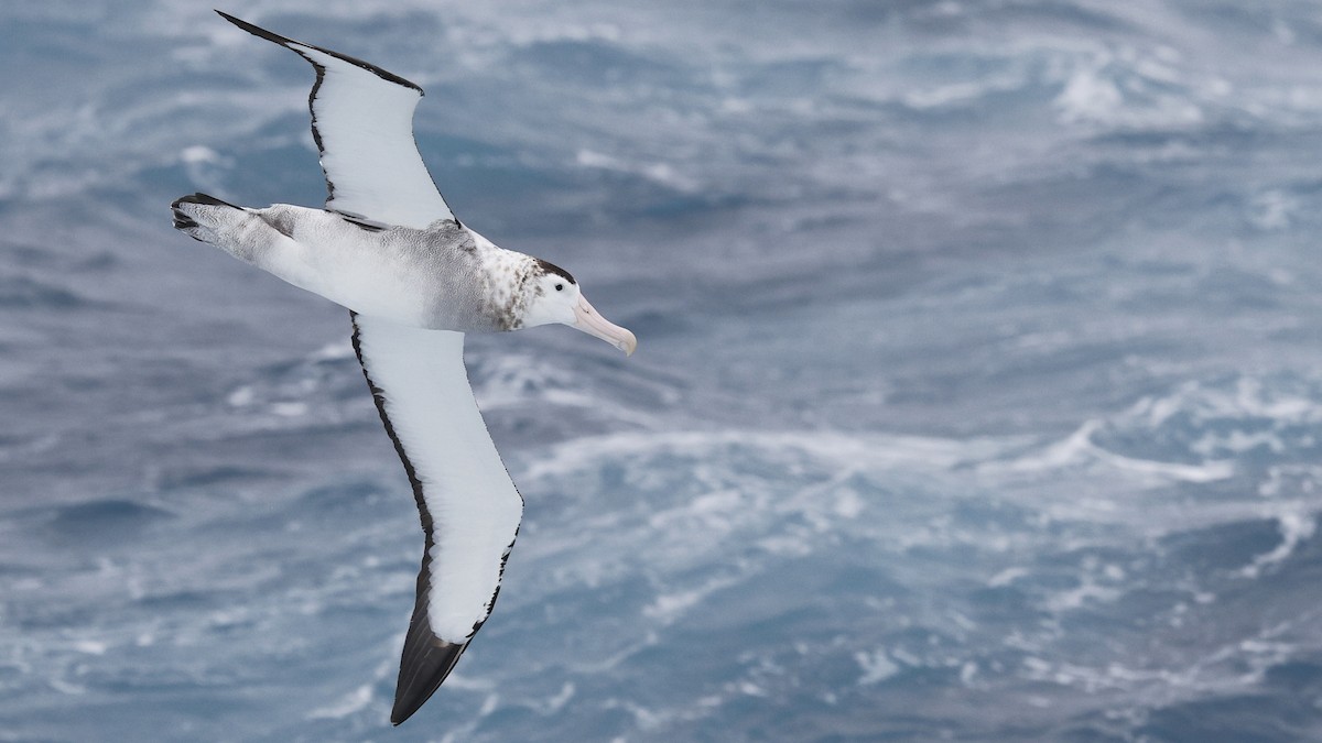 Snowy/Tristan/Antipodean Albatross - Ian L Jones