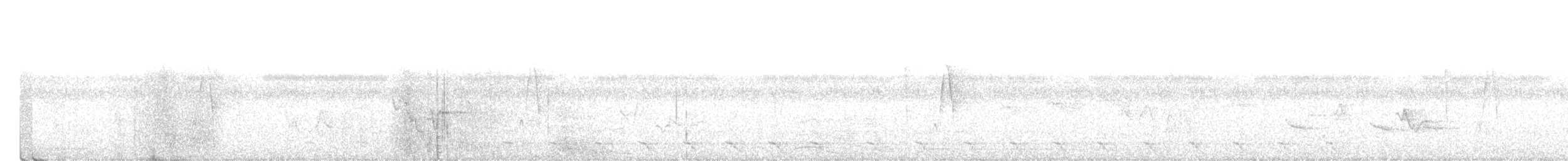 Trogon à queue blanche - ML616939975