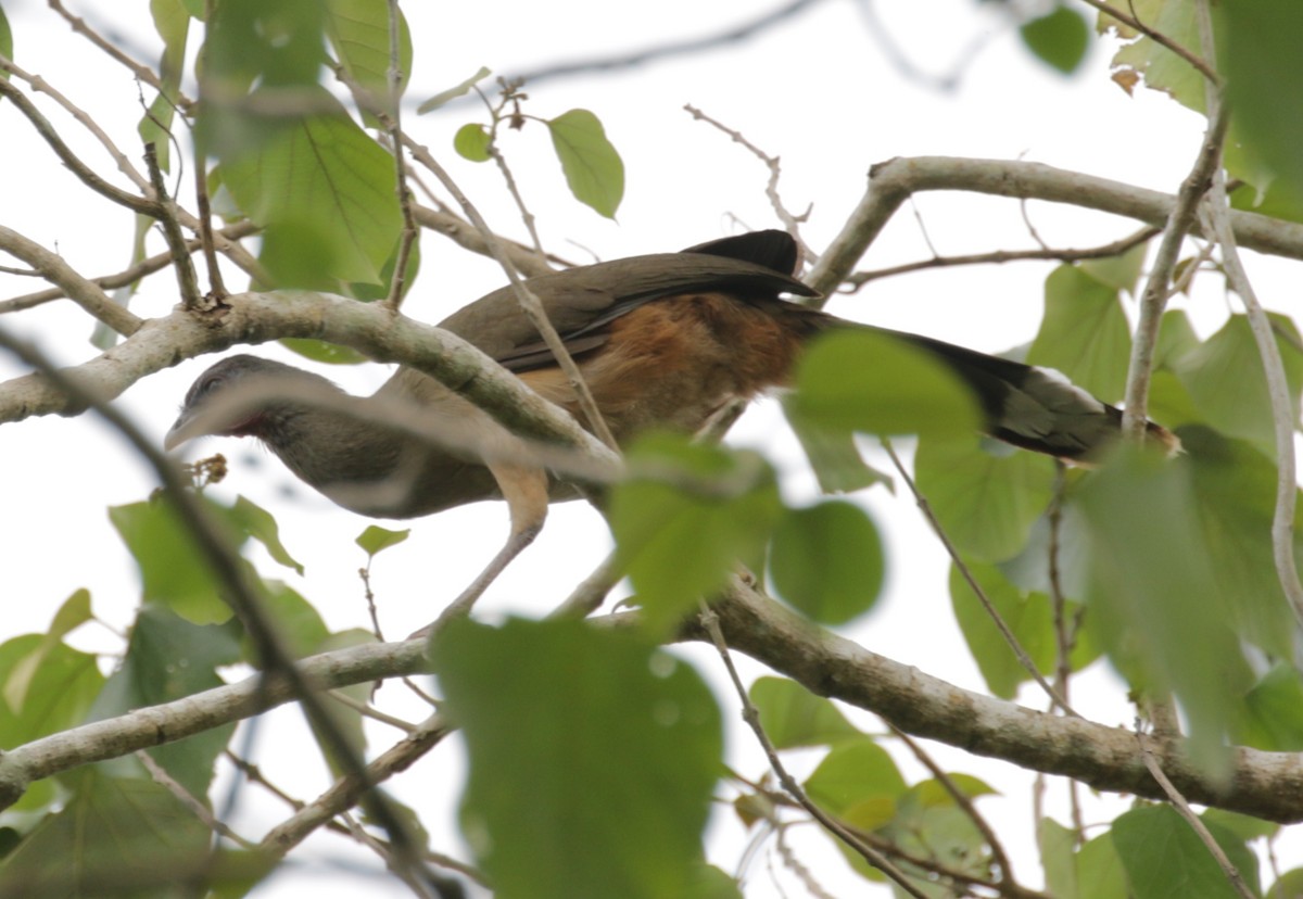 Rufous-vented Chachalaca - ML616939996