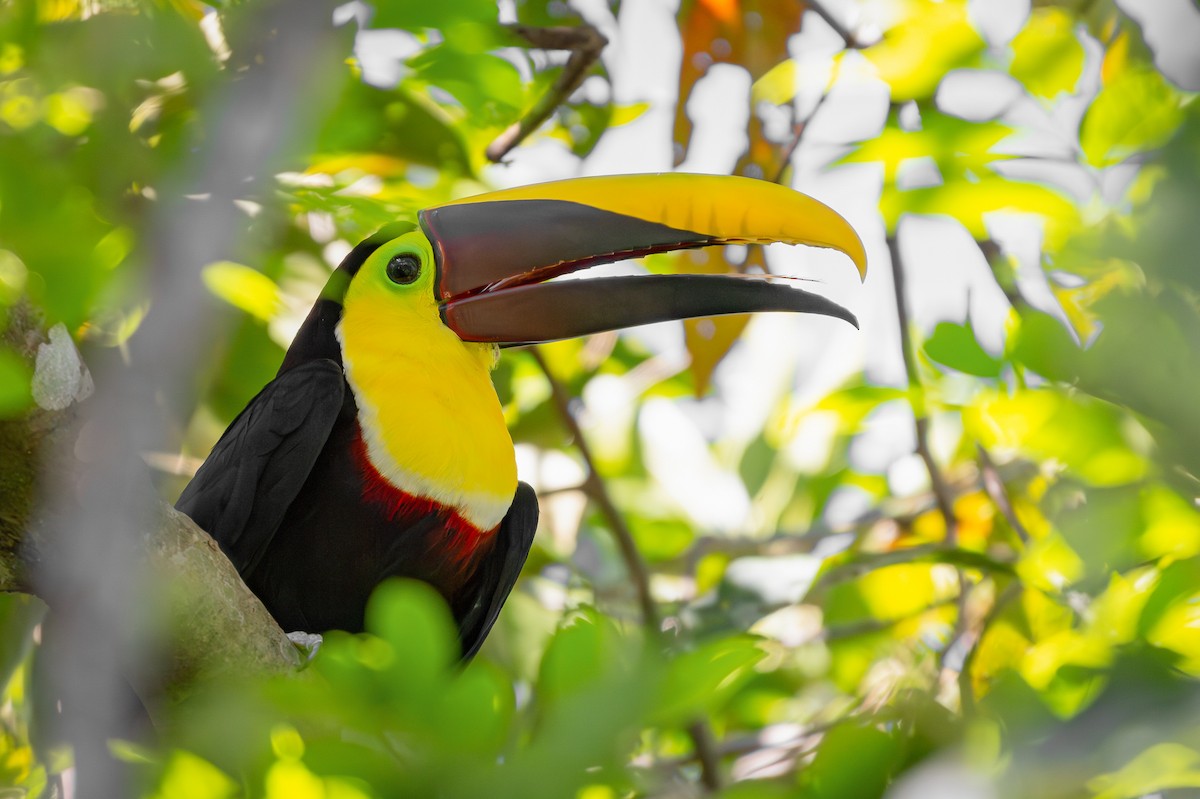 Yellow-throated Toucan - ML616940000