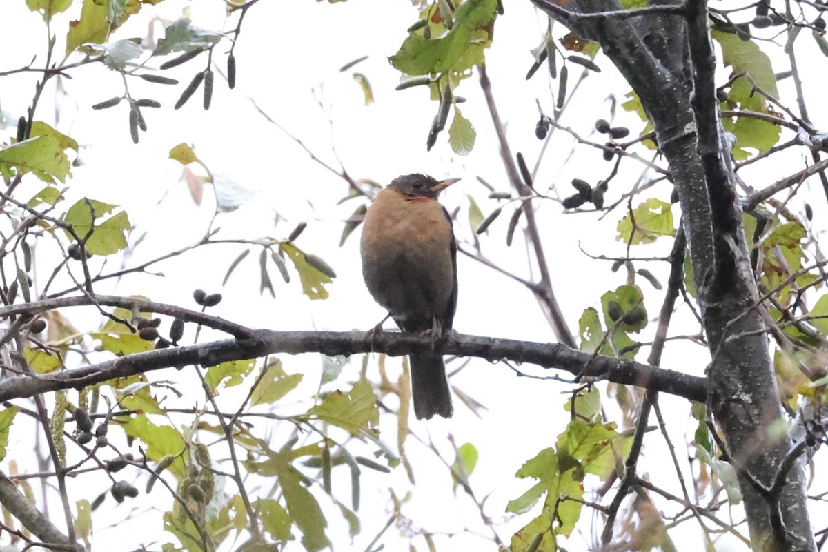 Rufous-collared Robin - ML616940011