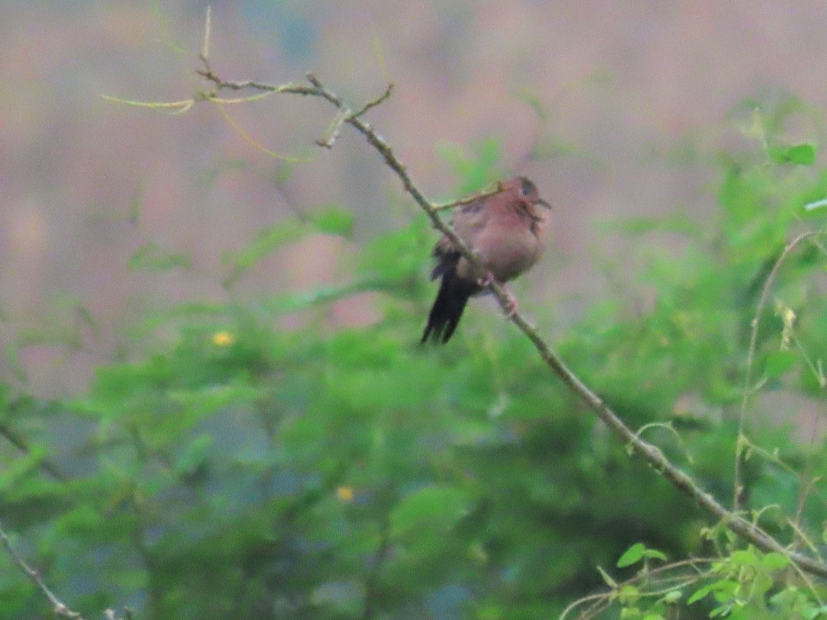 Ecuadorian Ground Dove - ML616940019