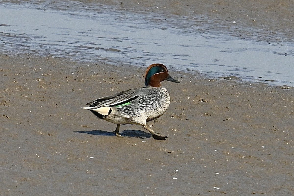 Green-winged Teal (Eurasian) - ML616940023