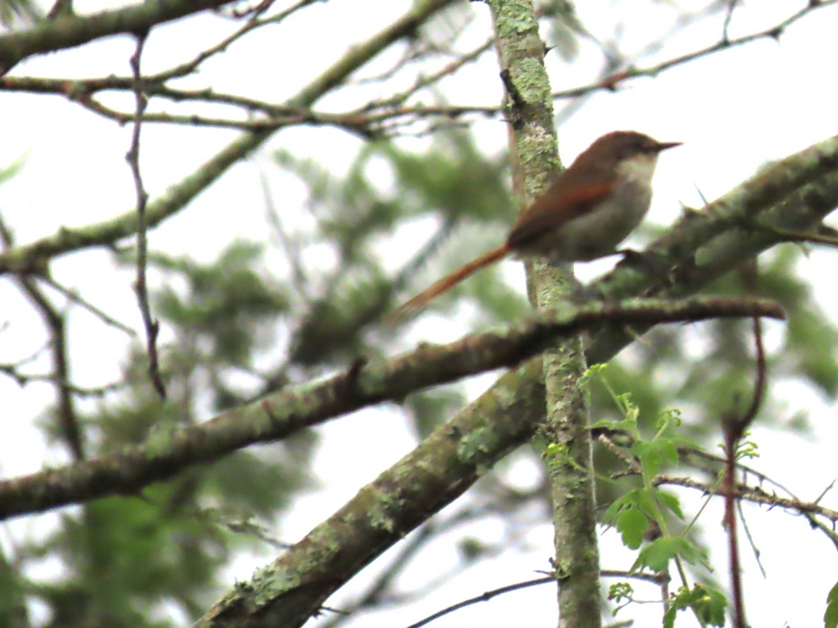 Chinchipe Spinetail - ML616940030