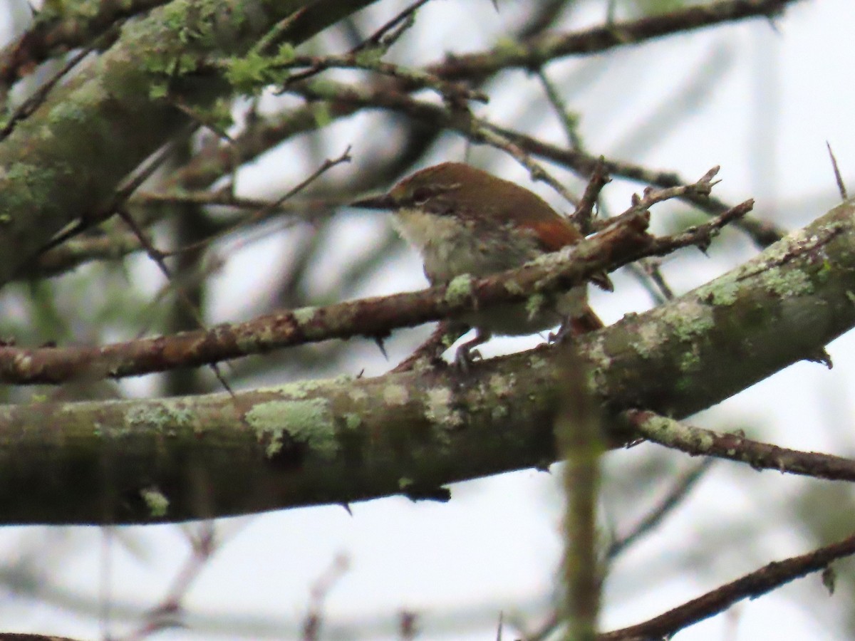 Chinchipe Spinetail - ML616940032