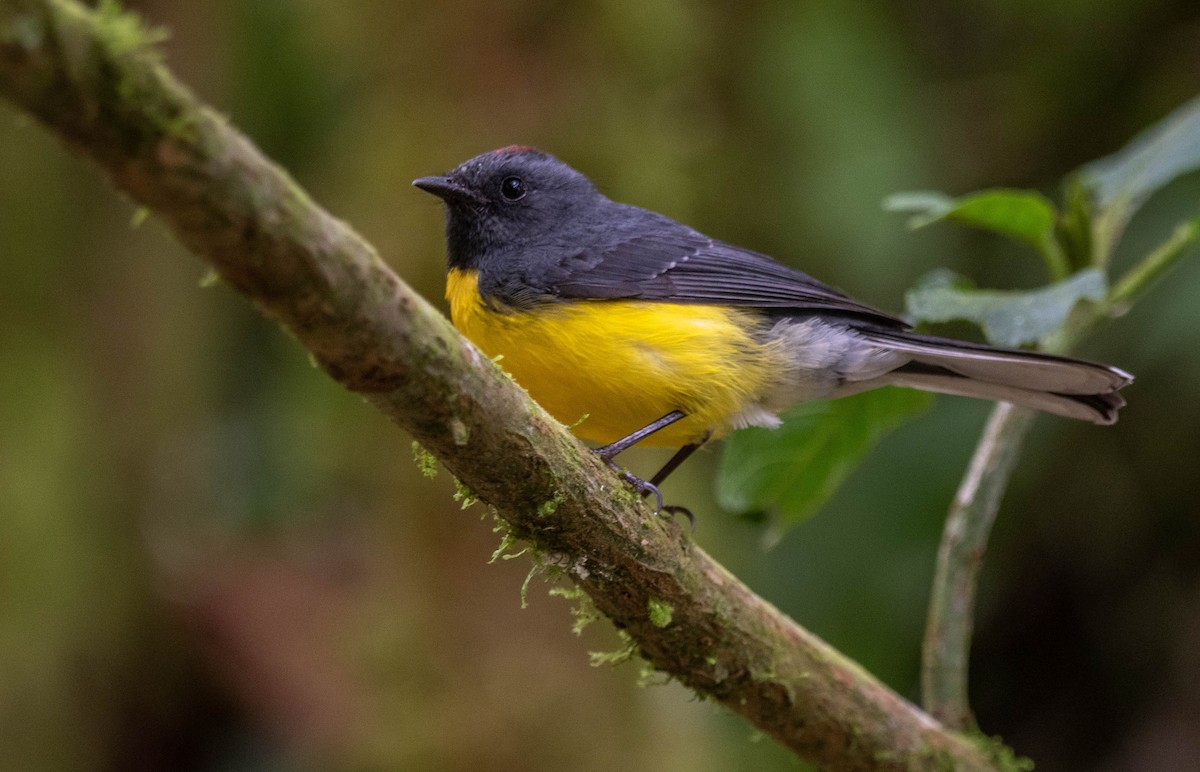 Черногорлая канделита - ML616940033