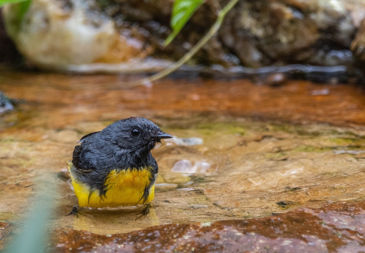 Черногорлая канделита - ML616940035