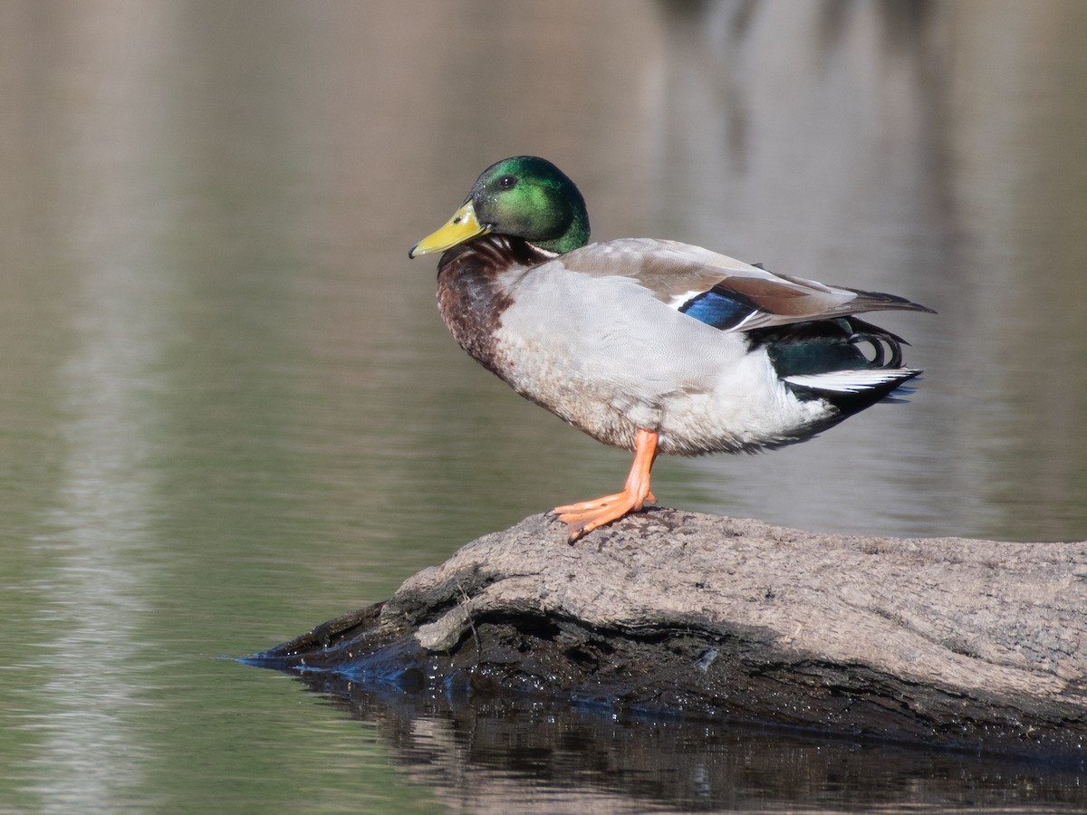 Mallard - ML616940052