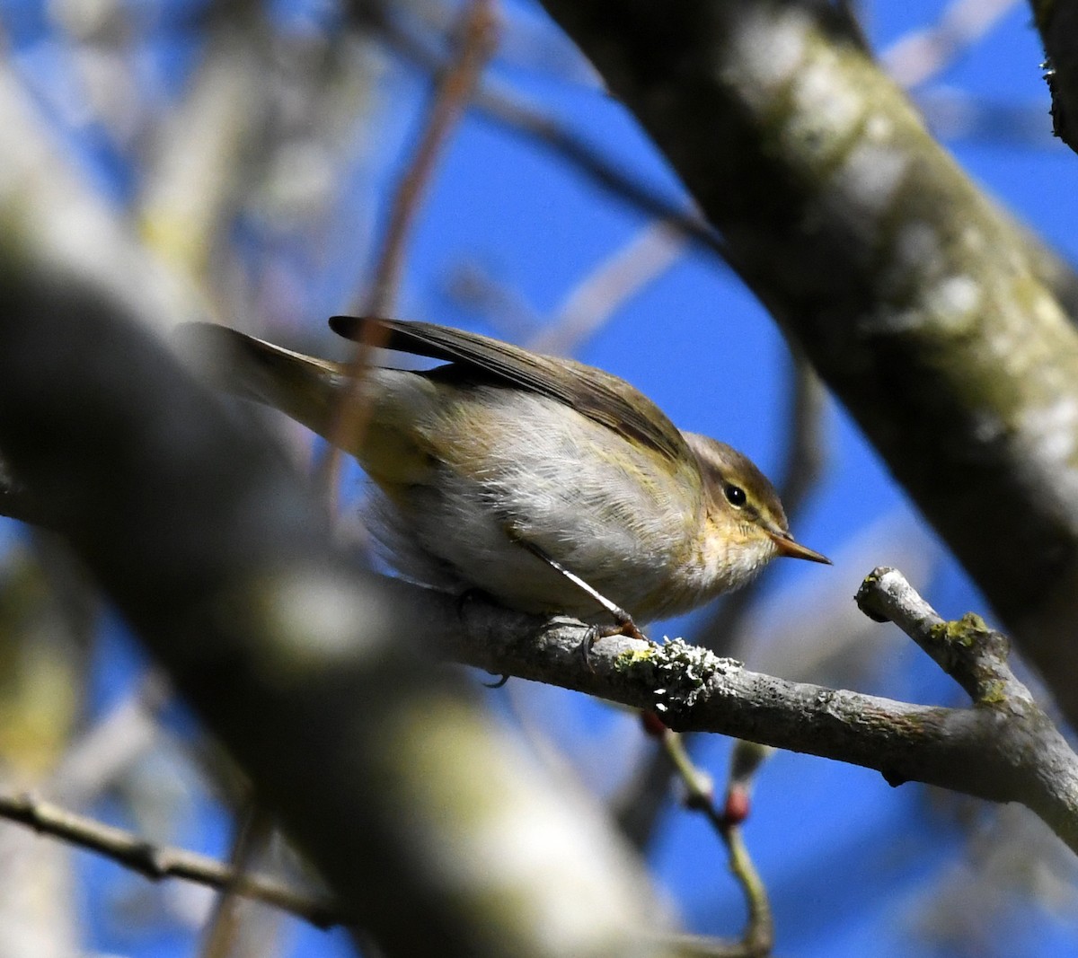 Common Chiffchaff (Common) - ML616940057