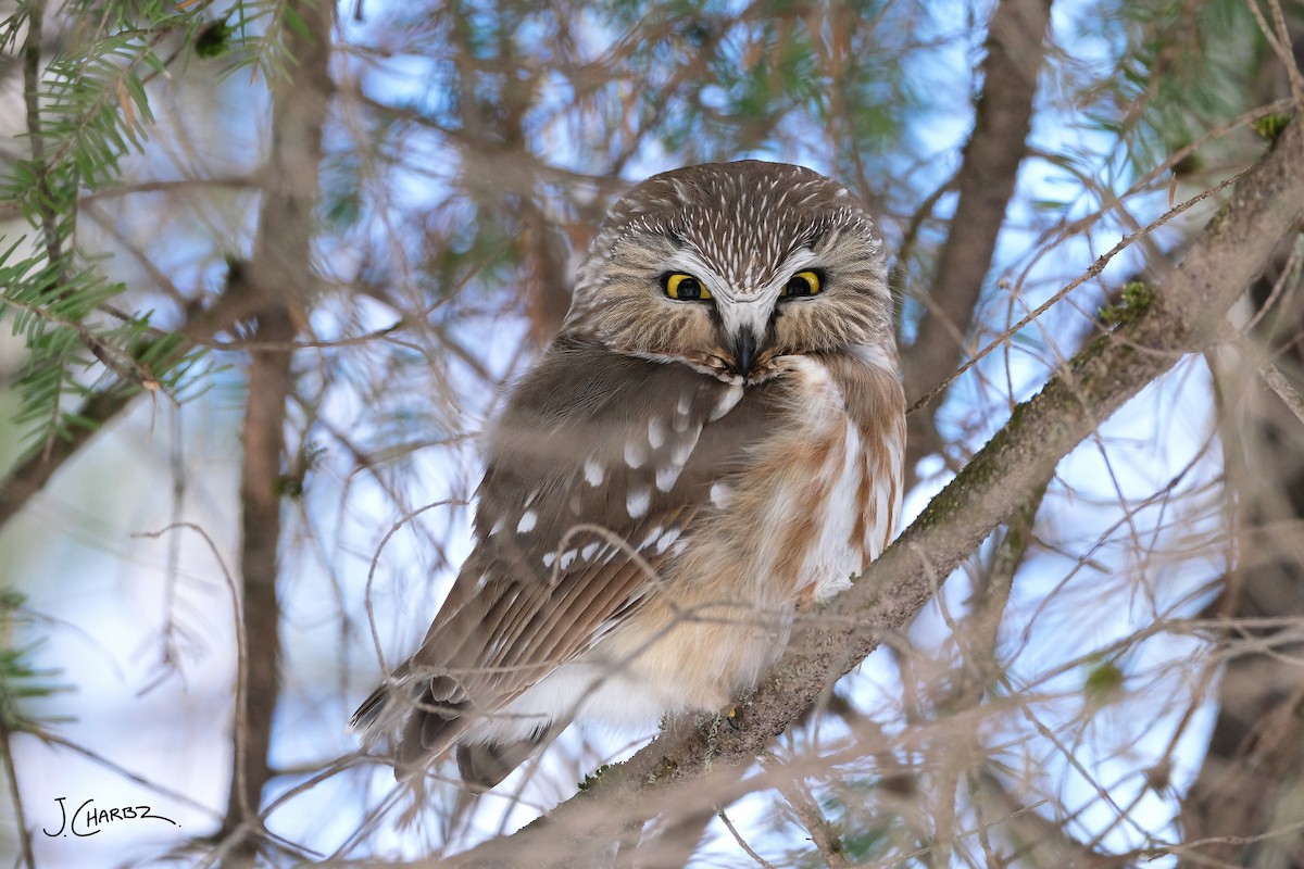 Northern Saw-whet Owl - ML616940058