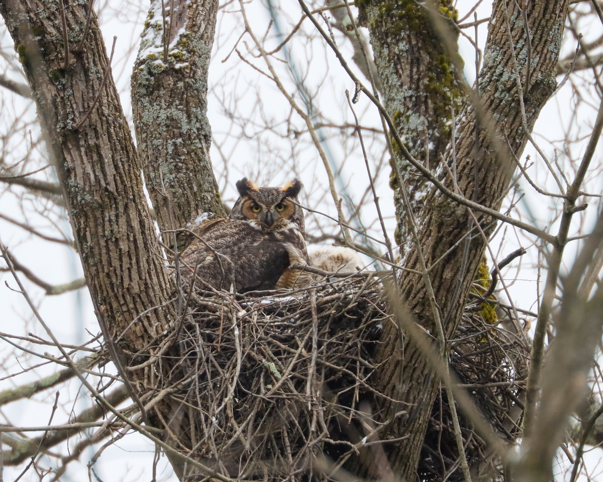 Great Horned Owl - ML616940070