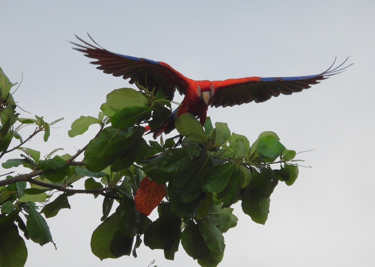 Scarlet Macaw - ML616940089