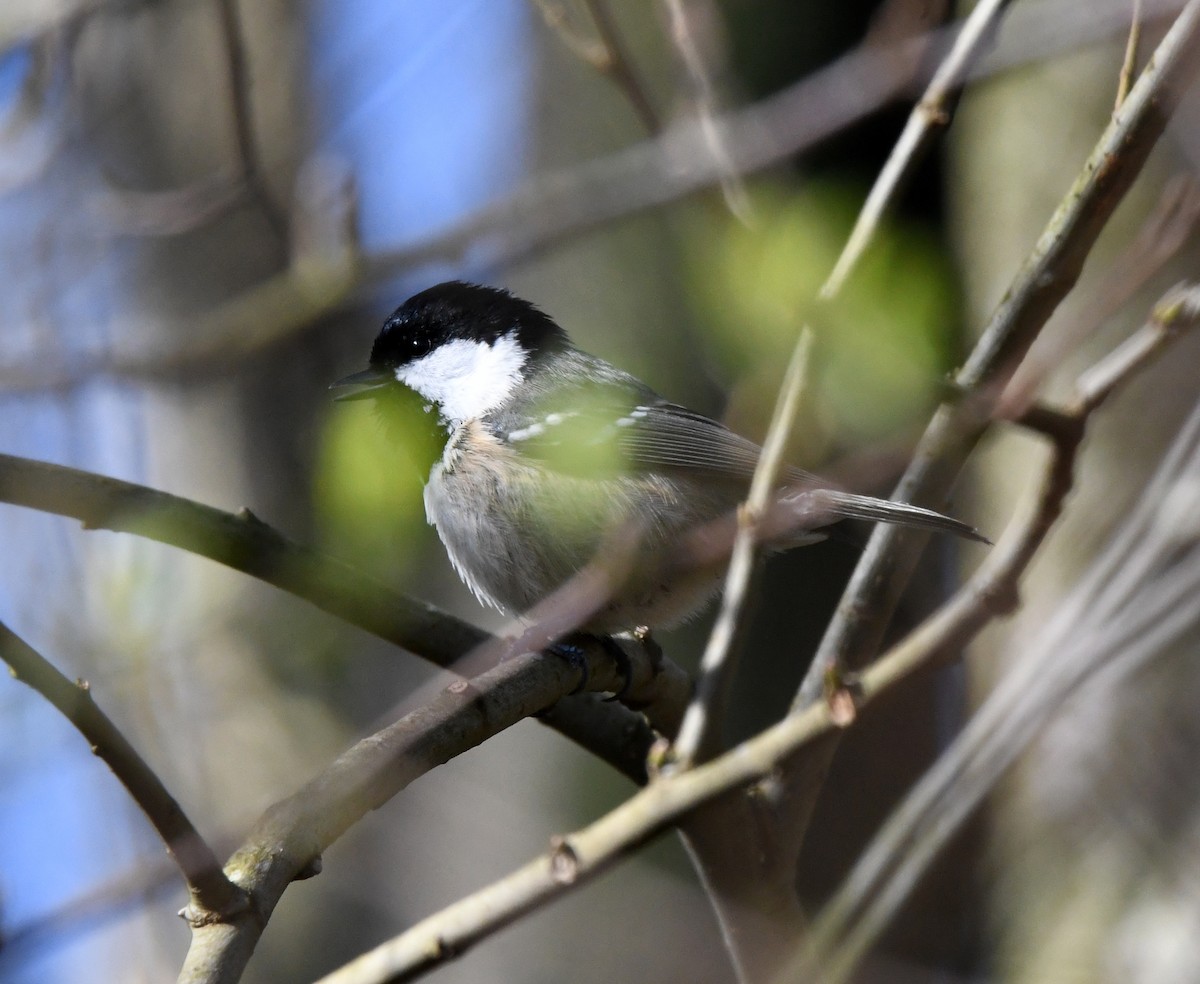 Coal Tit (British) - ML616940096