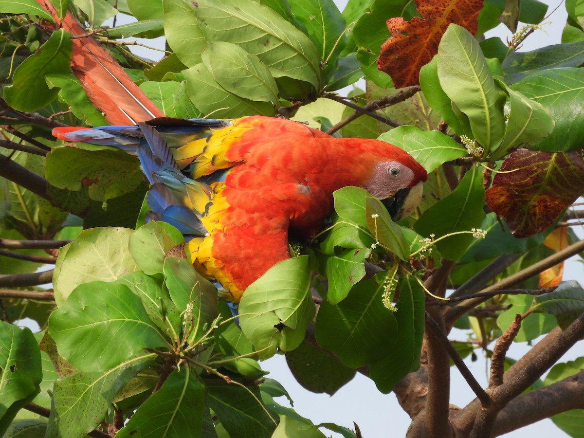 Scarlet Macaw - ML616940099