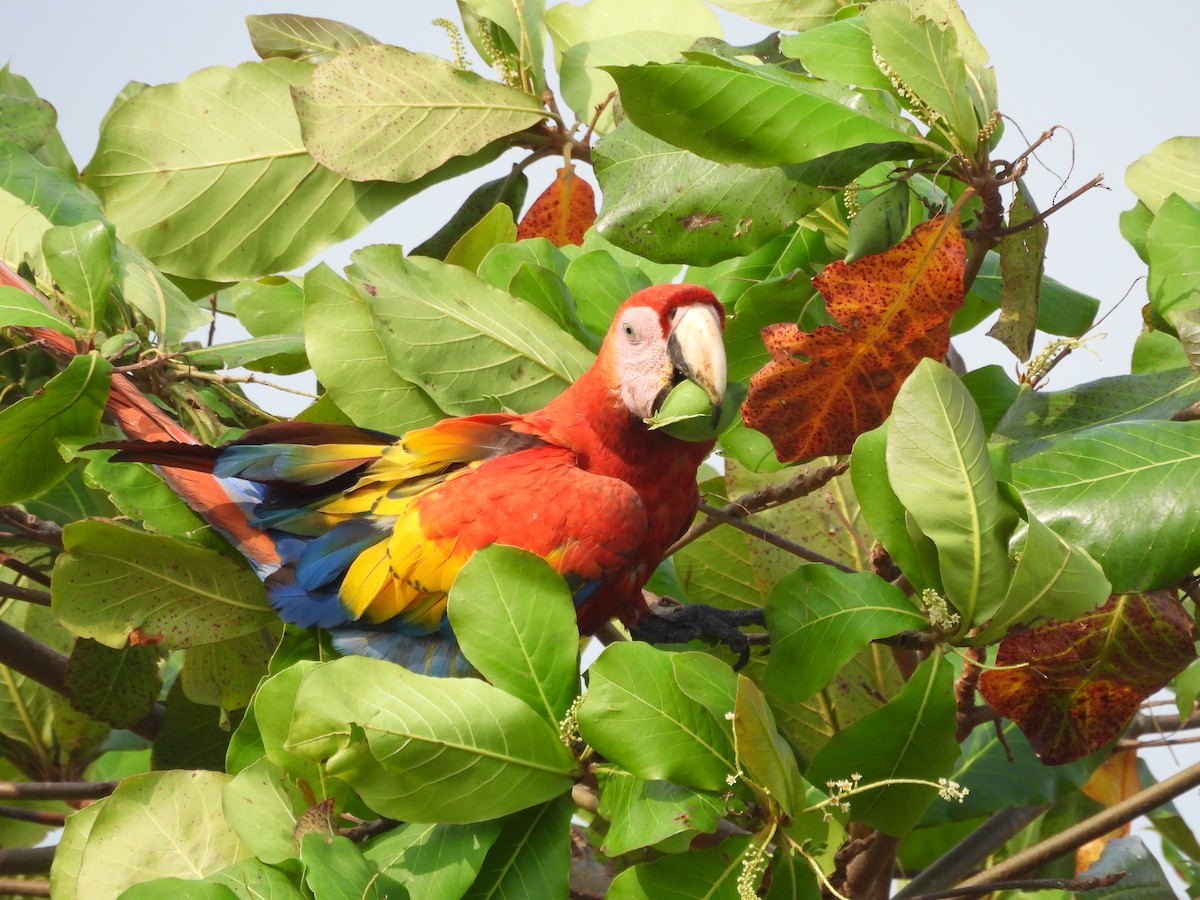 Scarlet Macaw - ML616940113
