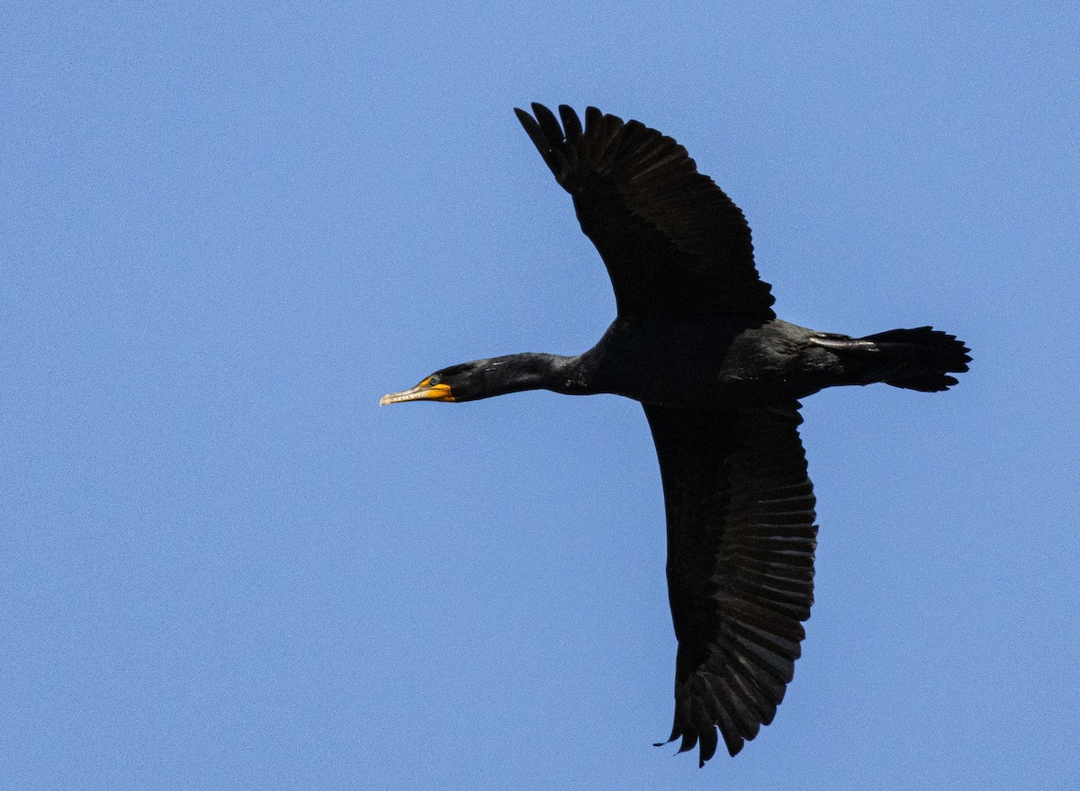 Double-crested Cormorant - Christopher Clark