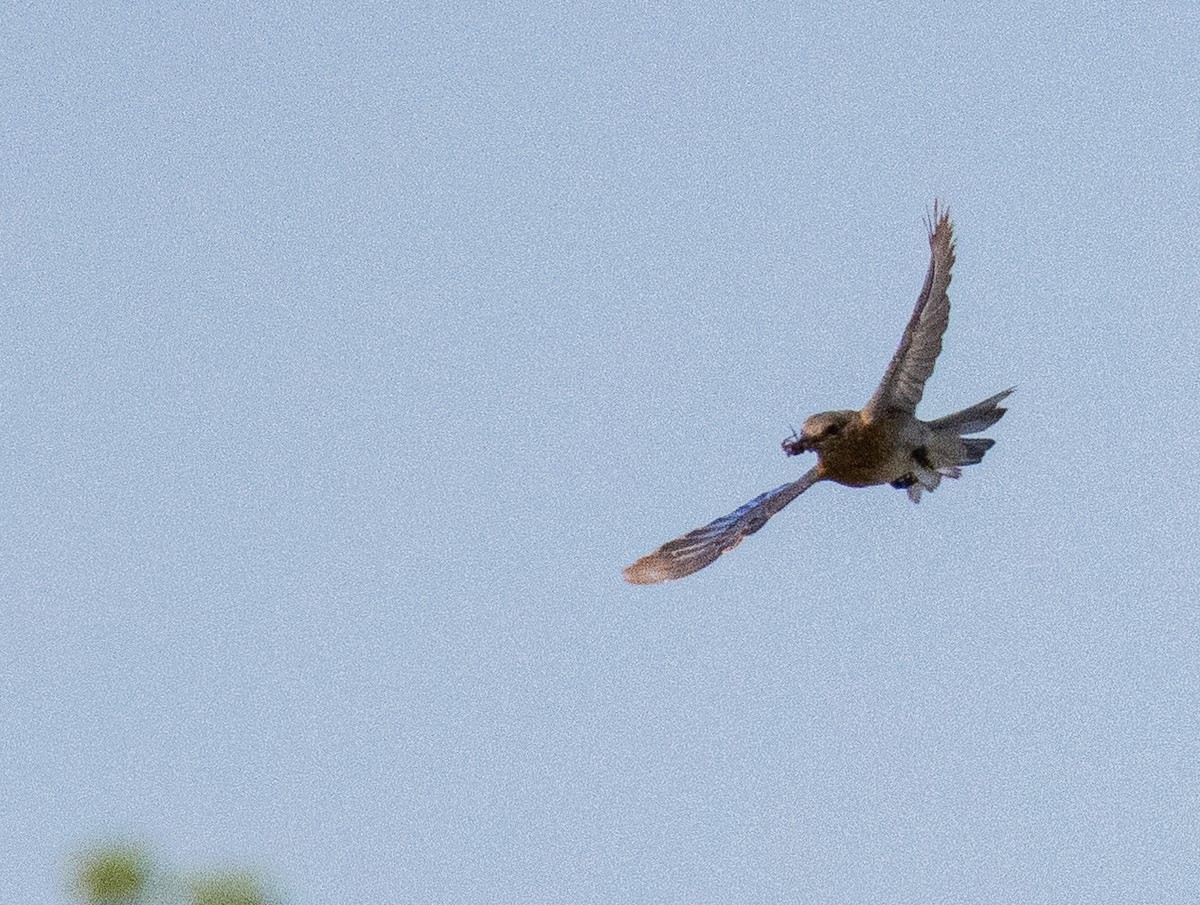 Eastern Bluebird - Christopher Clark