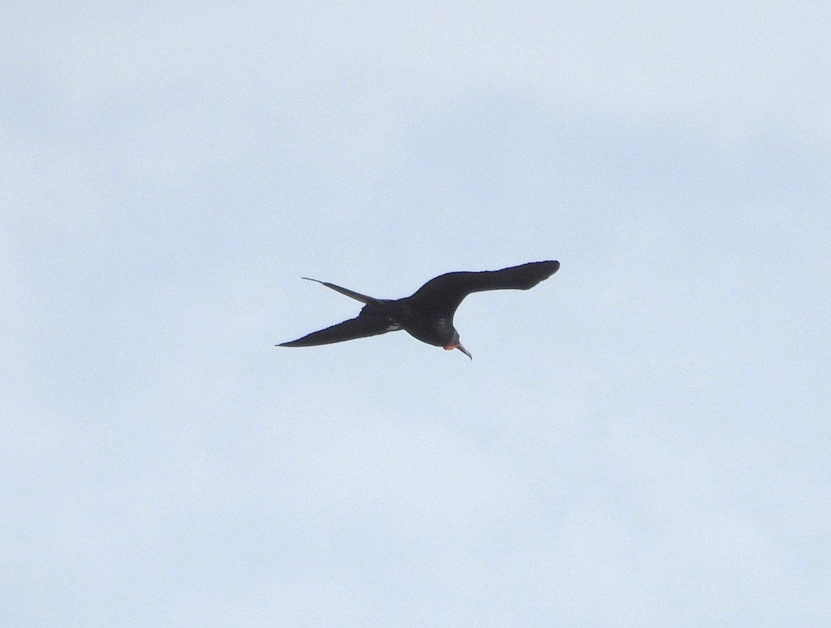 Magnificent Frigatebird - ML616940208