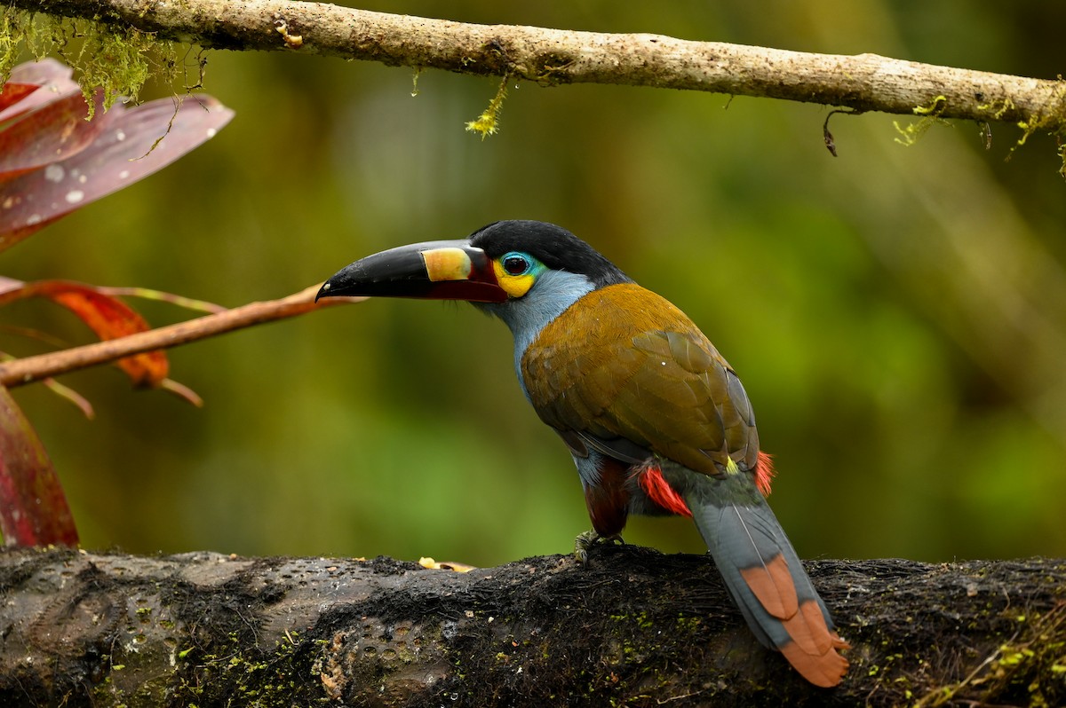 Plate-billed Mountain-Toucan - ML616940213