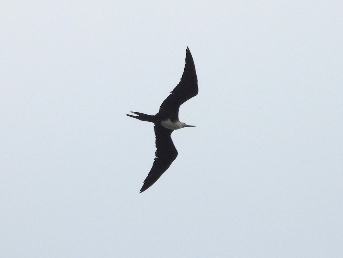 Magnificent Frigatebird - Jake Ruygt