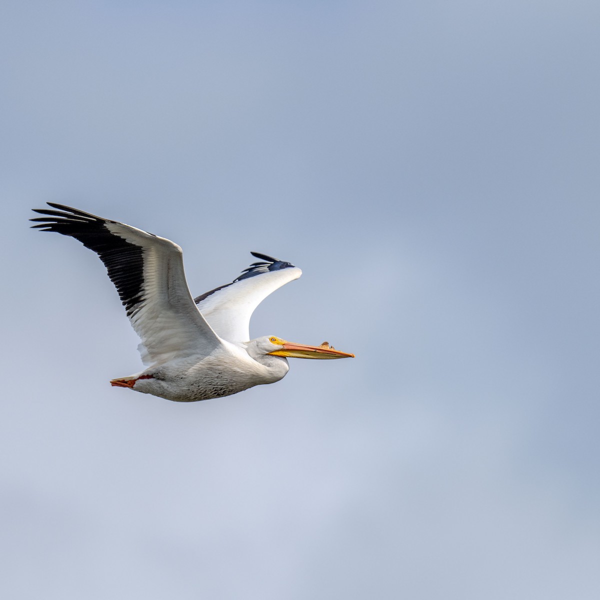 American White Pelican - ML616940259