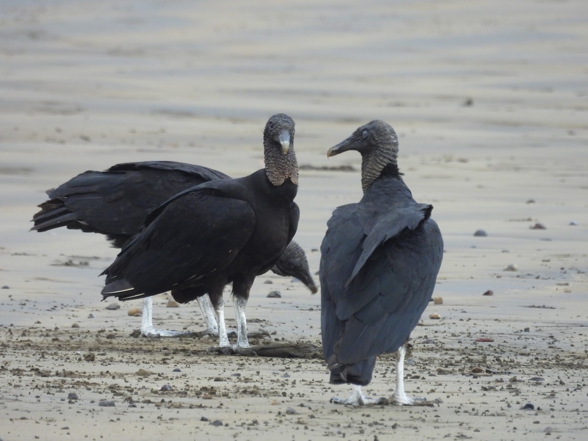 Black Vulture - ML616940275