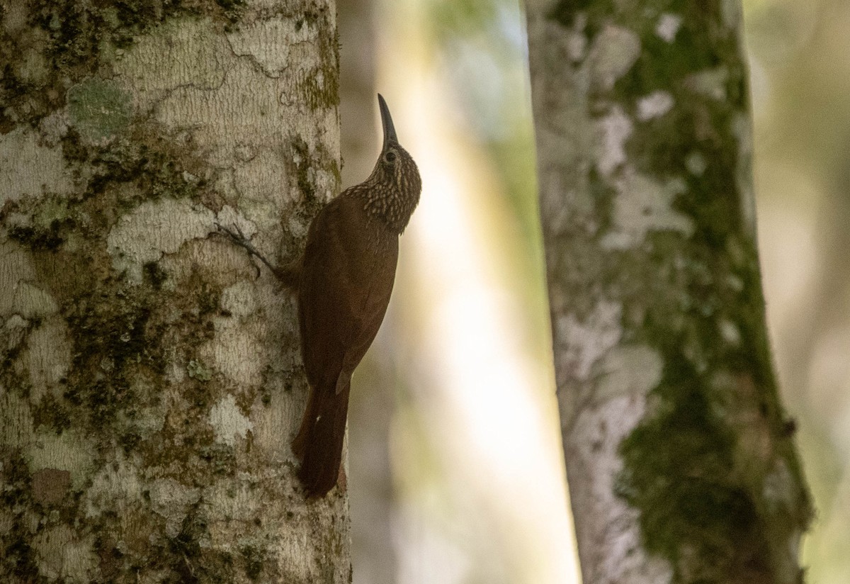 Cocoa Woodcreeper - ML616940297