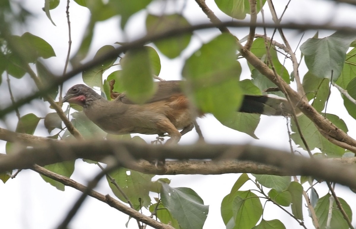 Rufous-vented Chachalaca - ML616940326